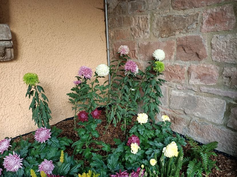 Img.2022.10.30 - Crizantema Lahr