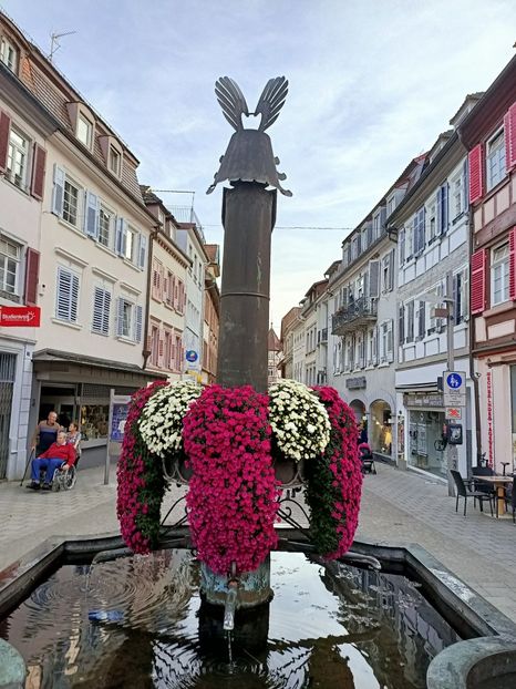Img.20221030164112 - Crizantema Lahr