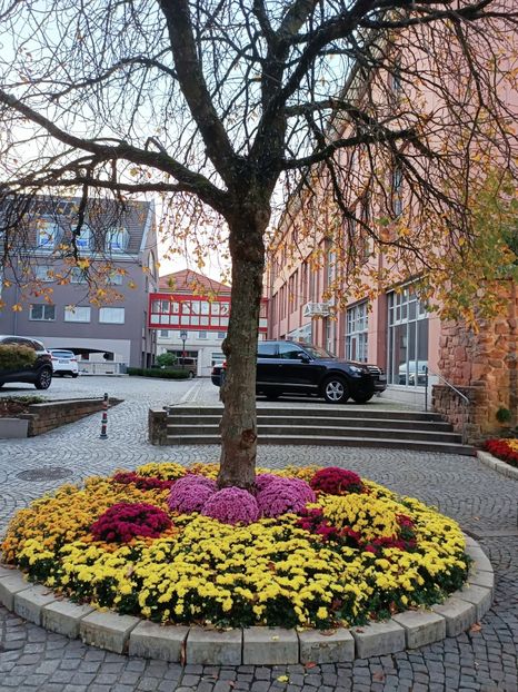 Img.2022.10.30 - Crizantema Lahr