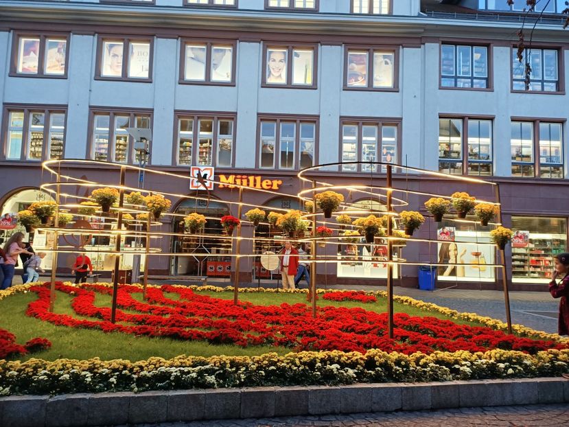 Img.2022.10.30 - Crizantema Lahr