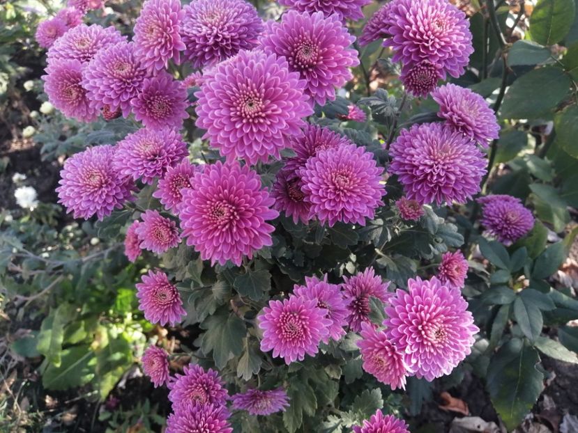  - Crizanteme si tufanele