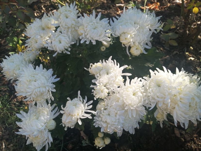  - Crizanteme si tufanele