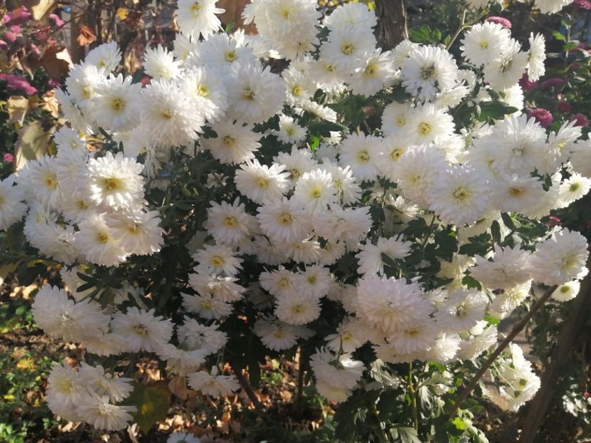  - Crizanteme si tufanele