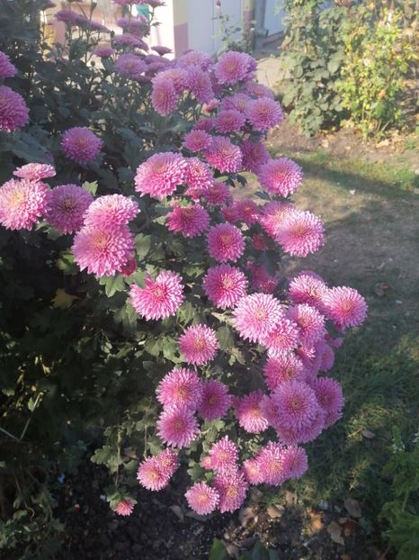  - Crizanteme si tufanele