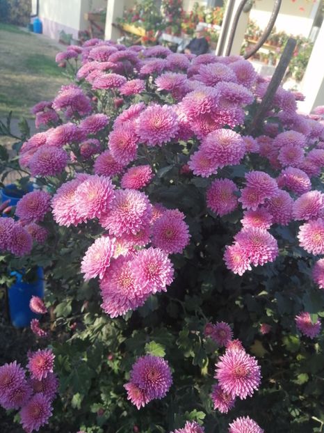  - Crizanteme si tufanele