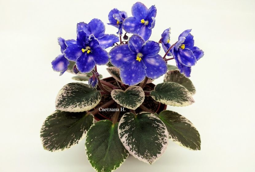 Р-Крошка Лу - DORINTE