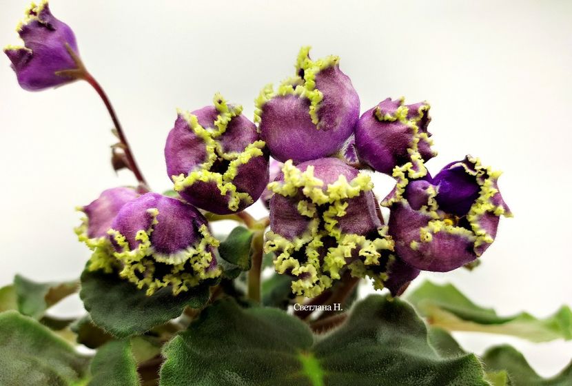 ЕЛ-Дон Бутон - DORINTE