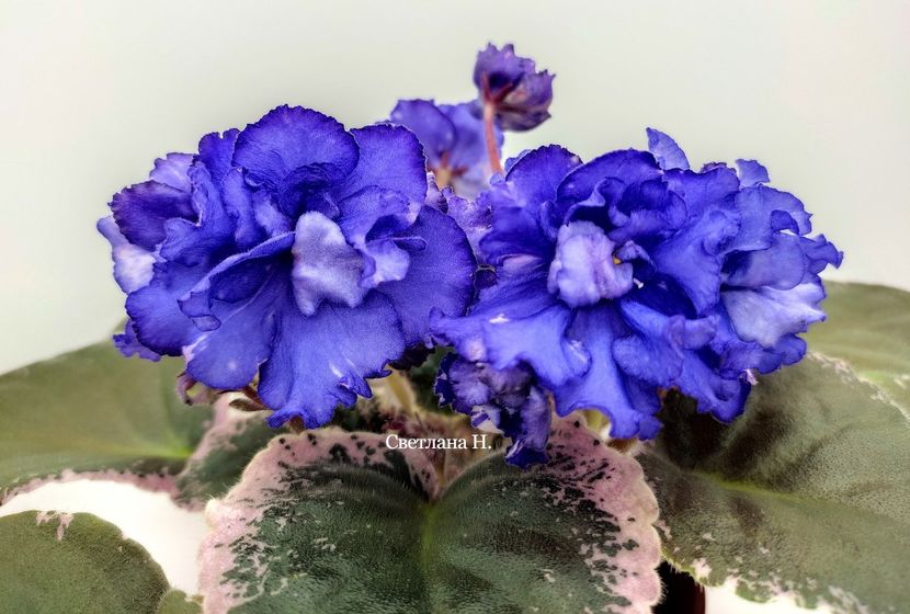 Nik-Бесконечные Миры - DORINTE