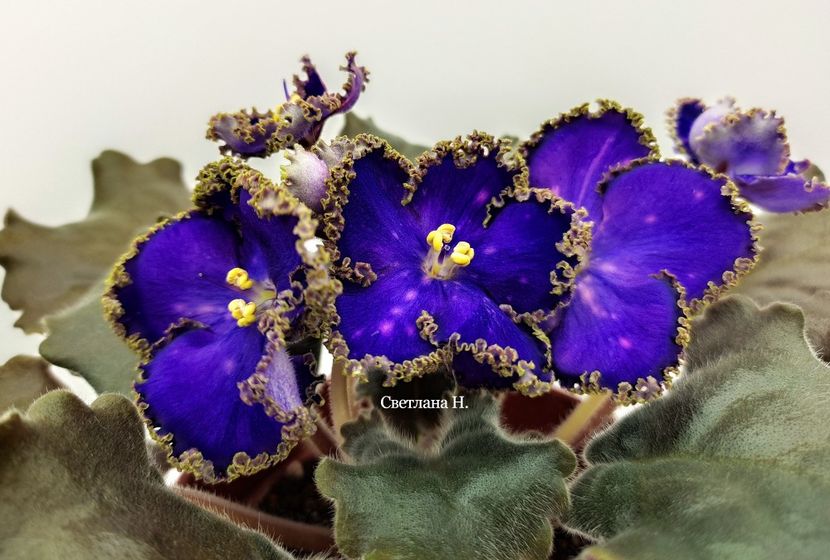 НД-Мю Цефея - DORINTE