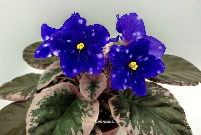 Rivermist Heavenly - DORINTE