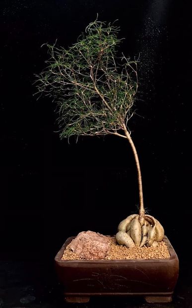 Euphorbia hedyotoides - Vase - aranjamente - accesorii
