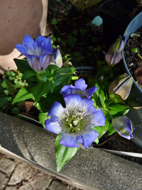  - 2022 - 03 - Toamna