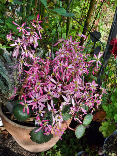  - 2022 - 03 - Toamna