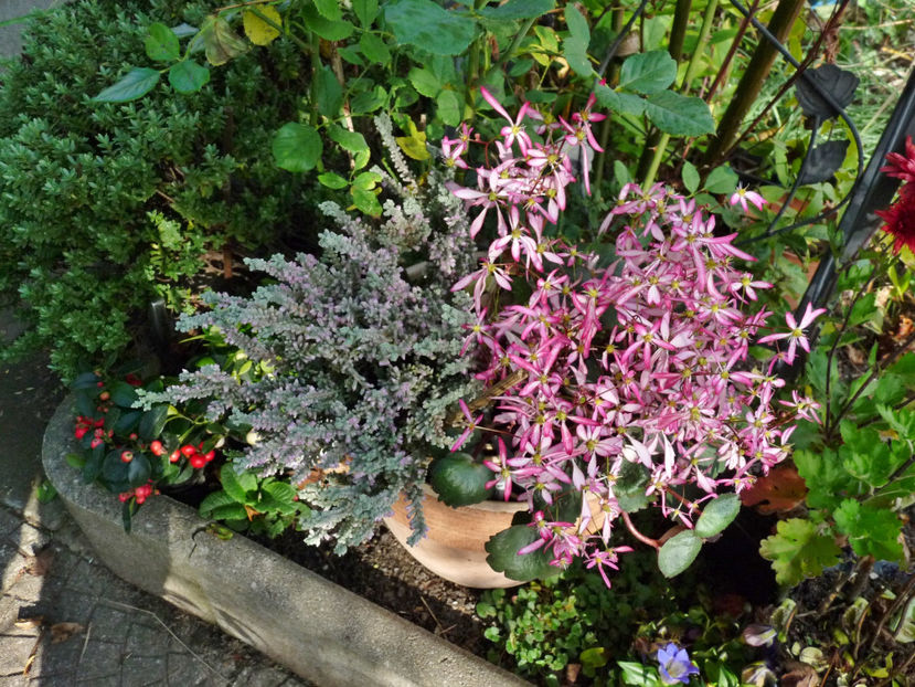  - 2022 - 03 - Toamna