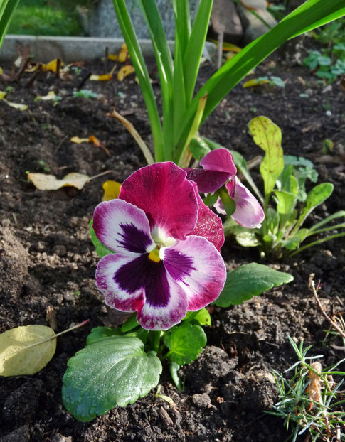  - 2022 - 03 - Toamna