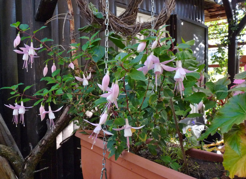  - 2022 - 03 - Toamna