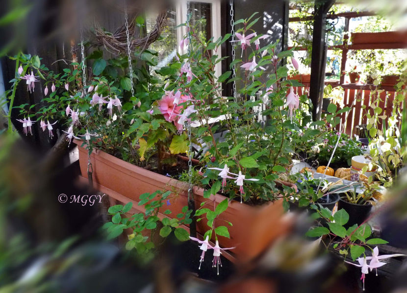 © - 2022 - 03 - Toamna