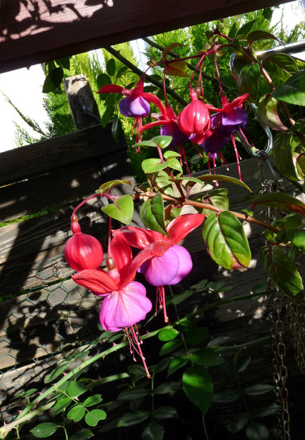  - 2022 - 03 - Toamna