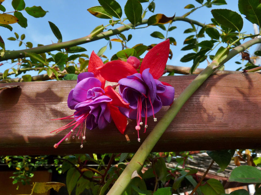  - 2022 - 03 - Toamna