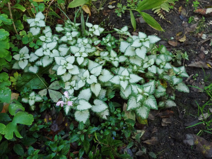  - 2022 - 03 - Toamna