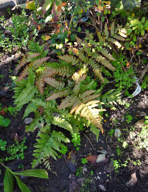  - 2022 - 03 - Toamna