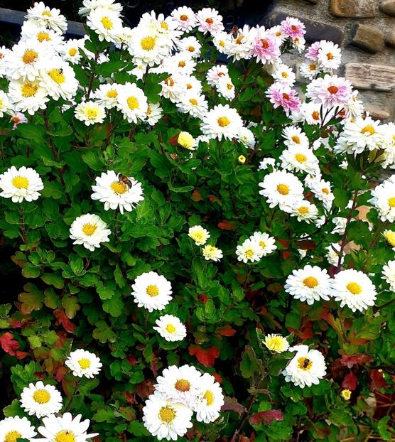  - Universul si Natura