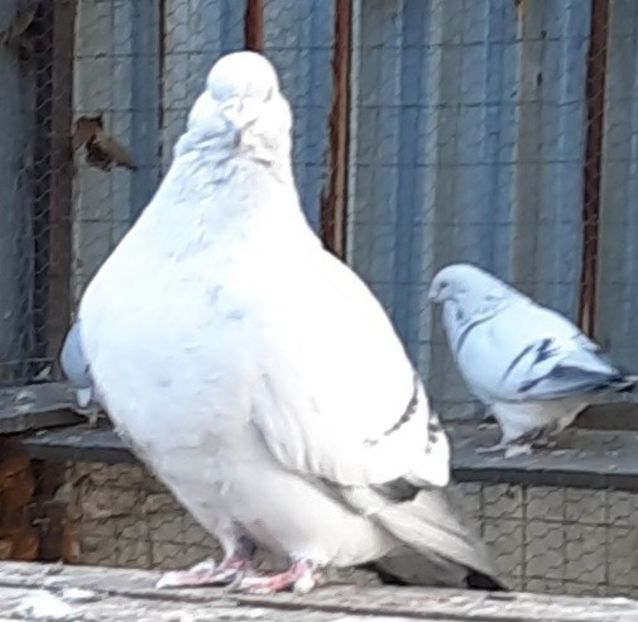  - Voliera