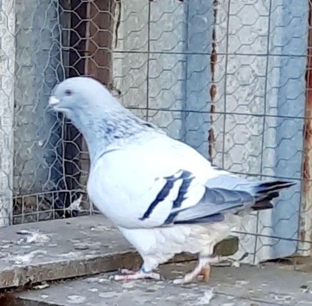  - Voliera
