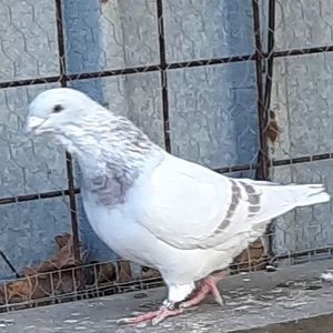  - Voliera