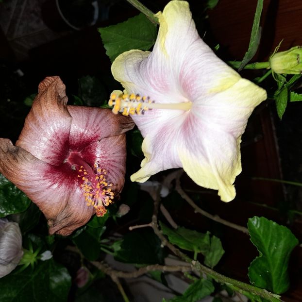 31.10.2022 - HIBISCUSI 2022-7