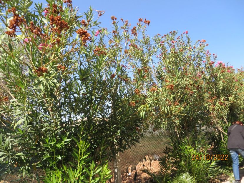  - 4 Harran - Baraj Ataturk - Karakus