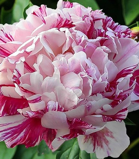 bulbi-bujor-candy-stripe-1-rizom - BUJOR CANDY STRIPE