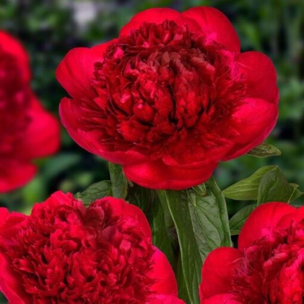 Paeonia_Red_Charm_1 - BUJOR RED CHARME