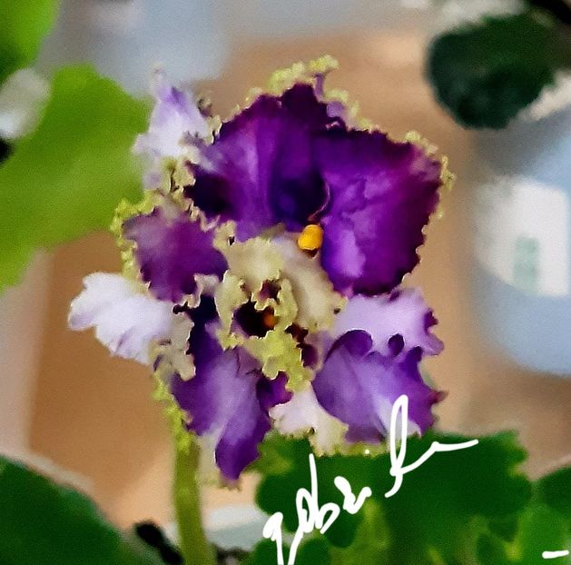 EK Favourite Son sport - AA violete africane de colectie