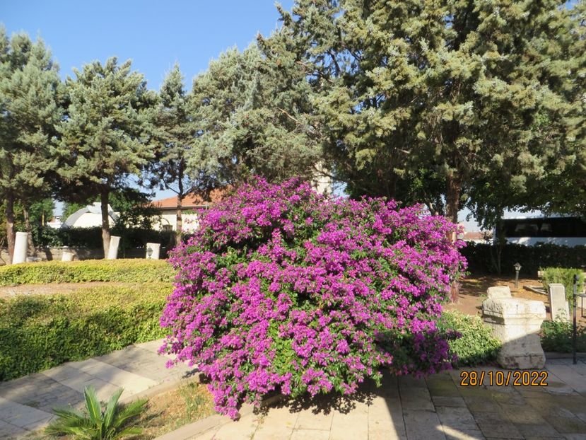  - 8 Samandag- Adana- Tarsus
