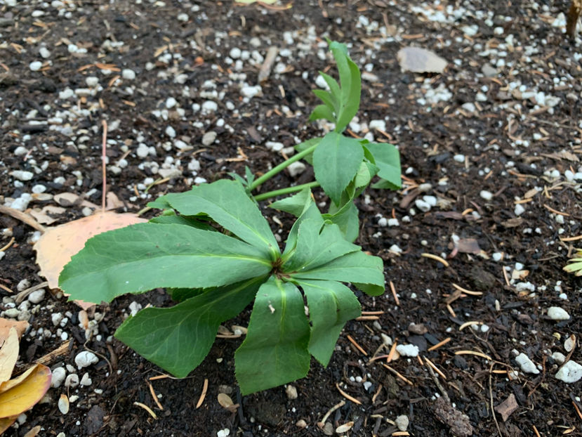  - Jurnalul gradinii 2022