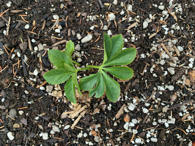  - Jurnalul gradinii 2022