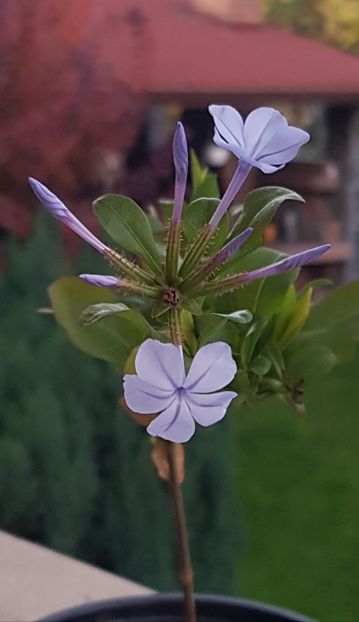  - Plumbago- jasminum azoricum -acalipha