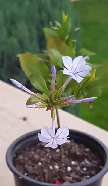  - Plumbago- jasminum azoricum -acalipha