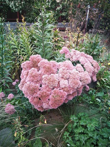  - Flori de grădină-2022