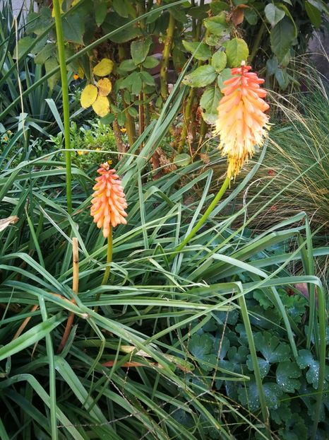  - Flori de grădină-2022