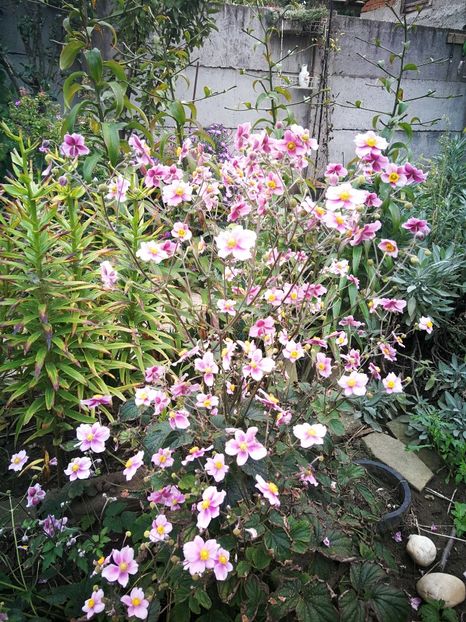  - Flori de grădină-2022