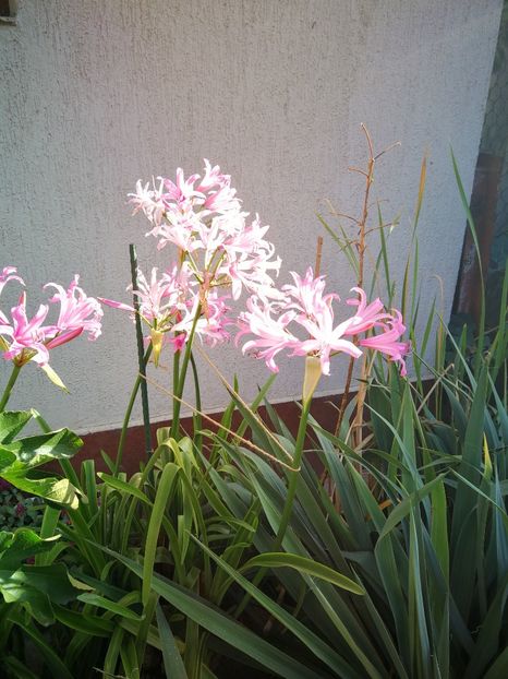  - Flori de grădină-2022