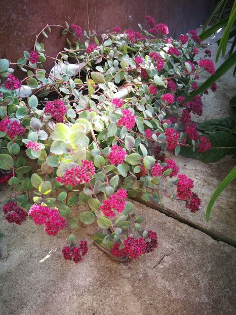  - Flori de grădină-2022