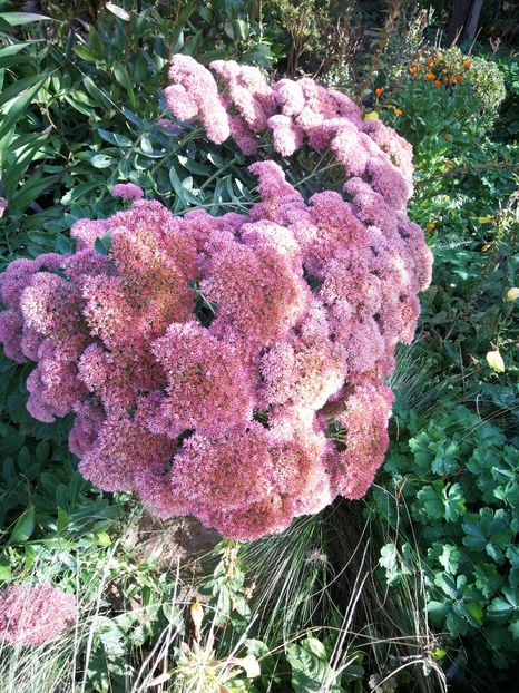  - Flori de grădină-2022