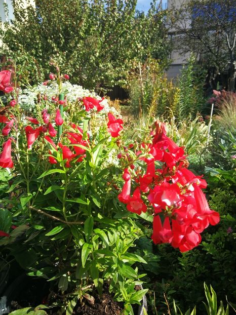  - Flori de grădină-2022