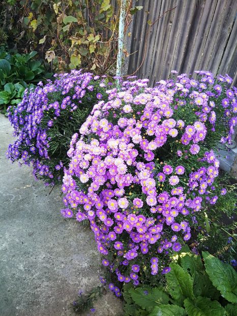  - Flori de grădină-2022