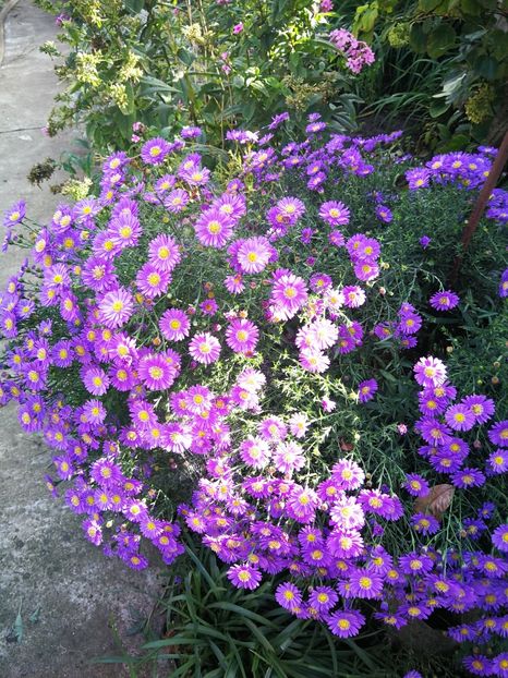  - Flori de grădină-2022