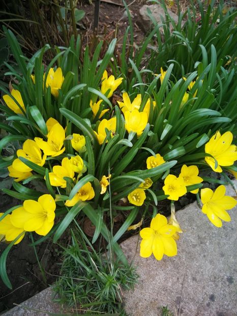  - Flori de grădină-2022