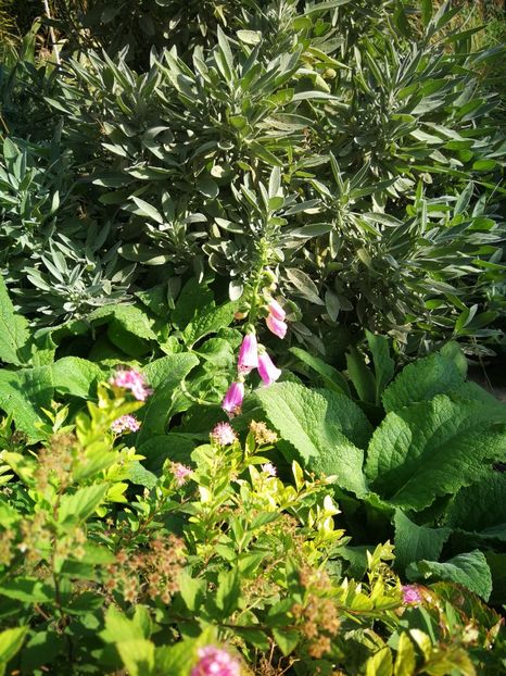  - Flori de grădină-2022